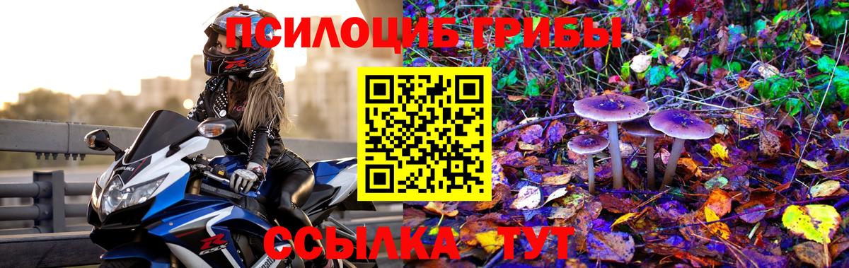 Сланцы  Псилоцибиновые грибы прущие грибы  хочу   Вход с VPN 